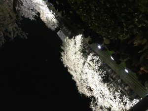野川桜ライトアップ
