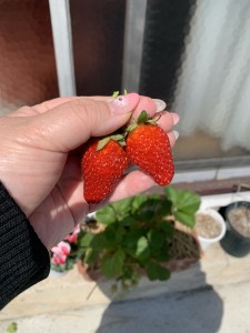イチゴの家庭菜園