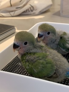 コザクラインコ