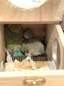 コザクラインコ