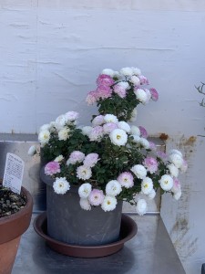 0EC19D36-352C-4D63-82A1-CDF605F92EDA