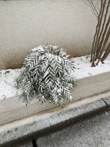 東京雪
