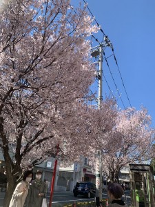 成城の桜
