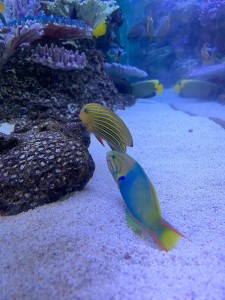 よみうりランドハナビヨリ