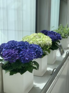 紫陽花
